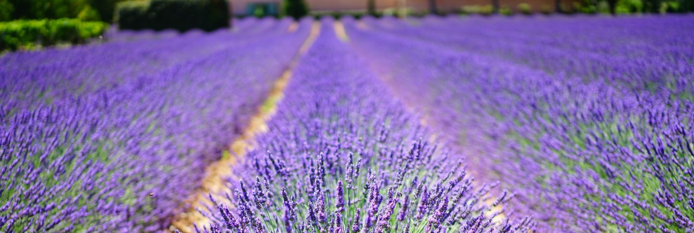 Fête de la Lavande de Ferrassières